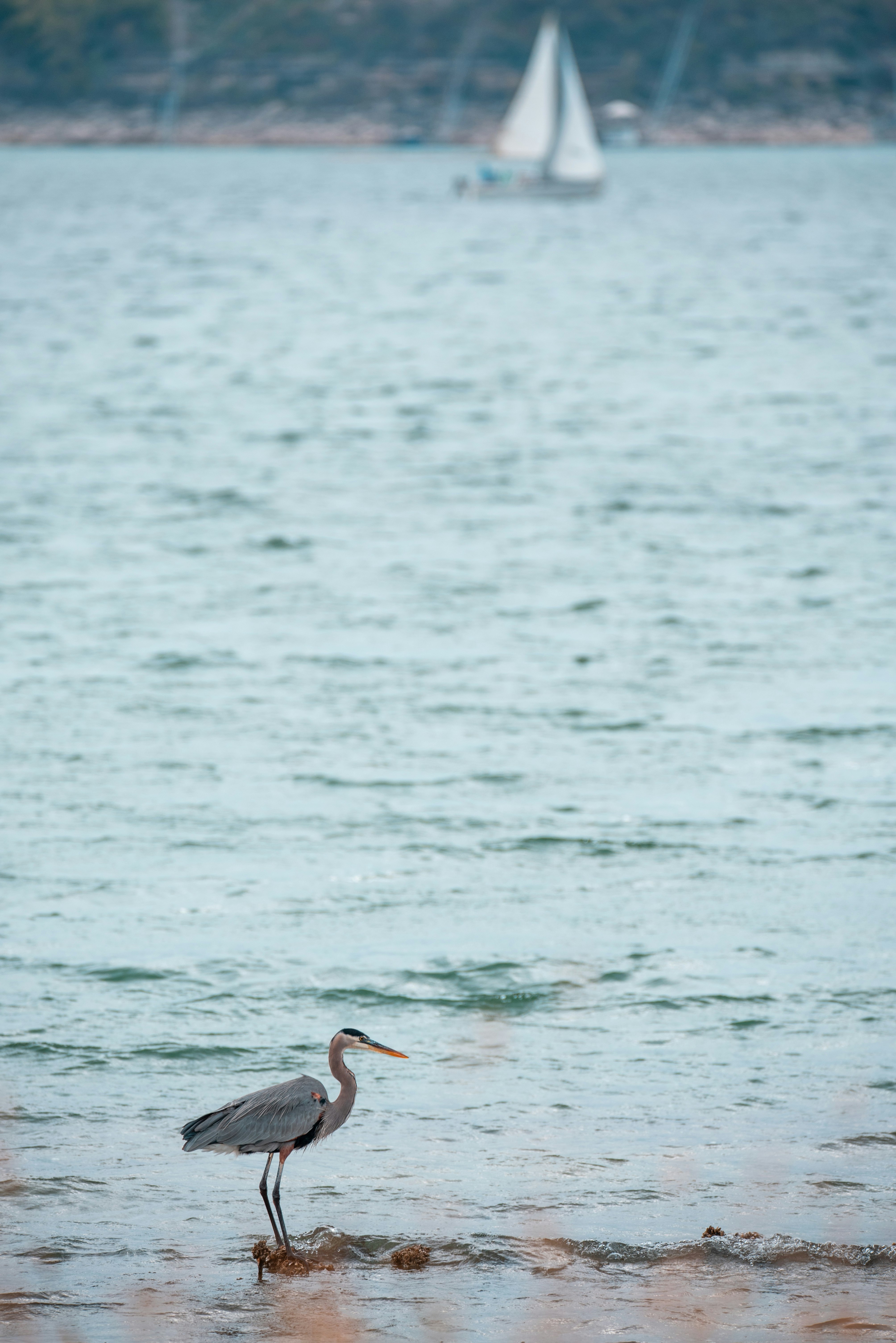 black and white pelican flying over the sea during daytime